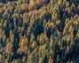 Herbstliche Waldatmosphäre in Bad Kleinkirchheim