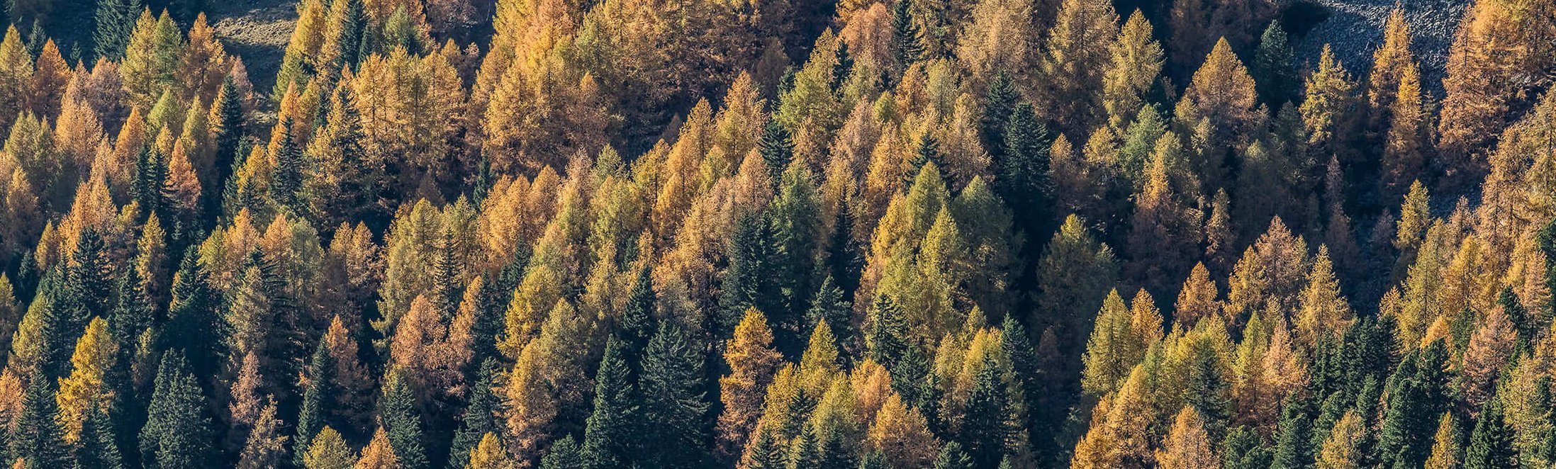 Herbstliche Waldatmosphäre in Bad Kleinkirchheim