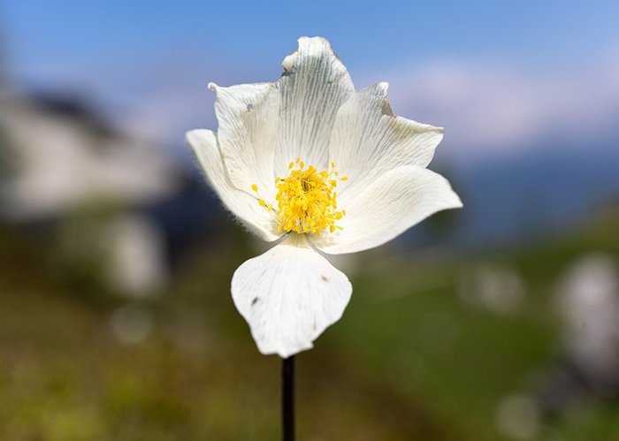 Nahaufnahme einer weißen Blüte.