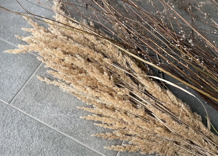 Beige getrocknete Gräser