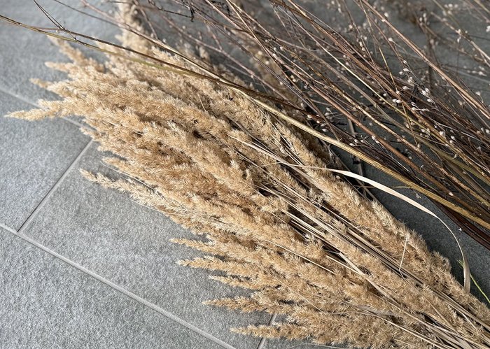 Beige getrocknete Gräser