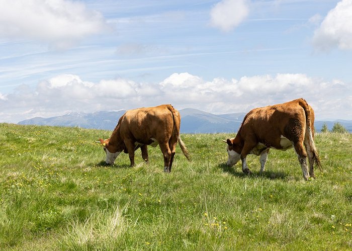 Zwei Kühe grasen auf einer Wiese.