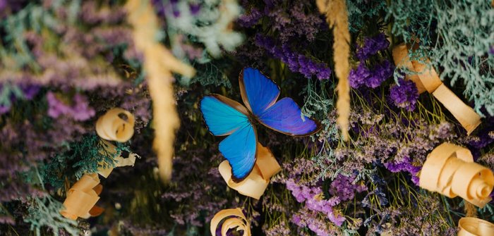 Blauer Morpho Schmetterling umgeben von getrockneten Blumen und Zirbenwellen