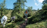 Ein Mountainbiker fährt an zwei Kühen vorbei.