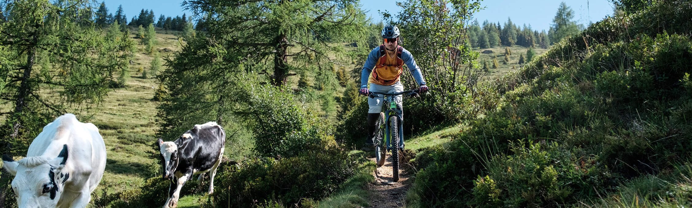 Ein Mountainbiker fährt an zwei Kühen vorbei.