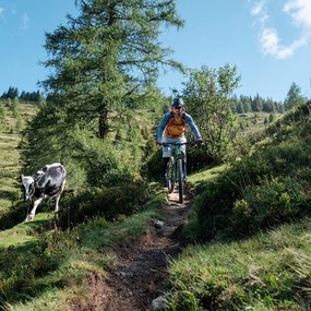 Ein Mountainbiker fährt an zwei Kühen vorbei.
